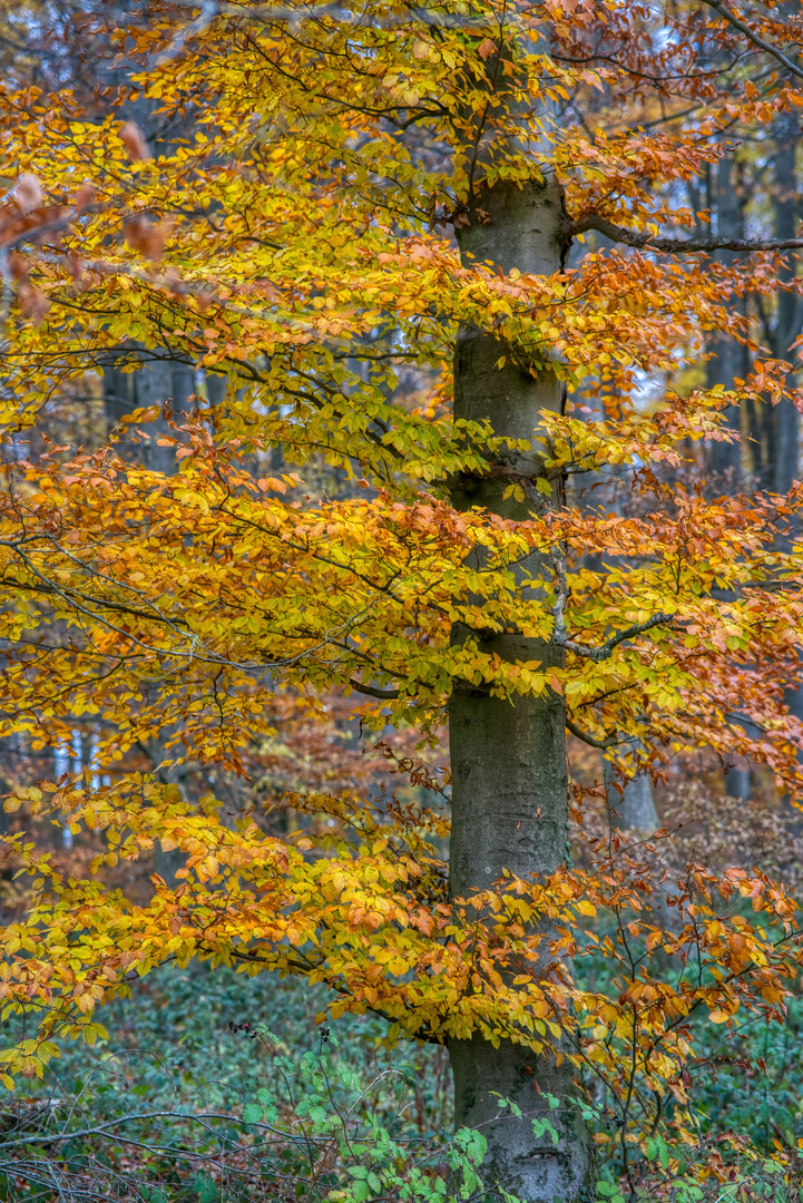 Herbstliche Farben