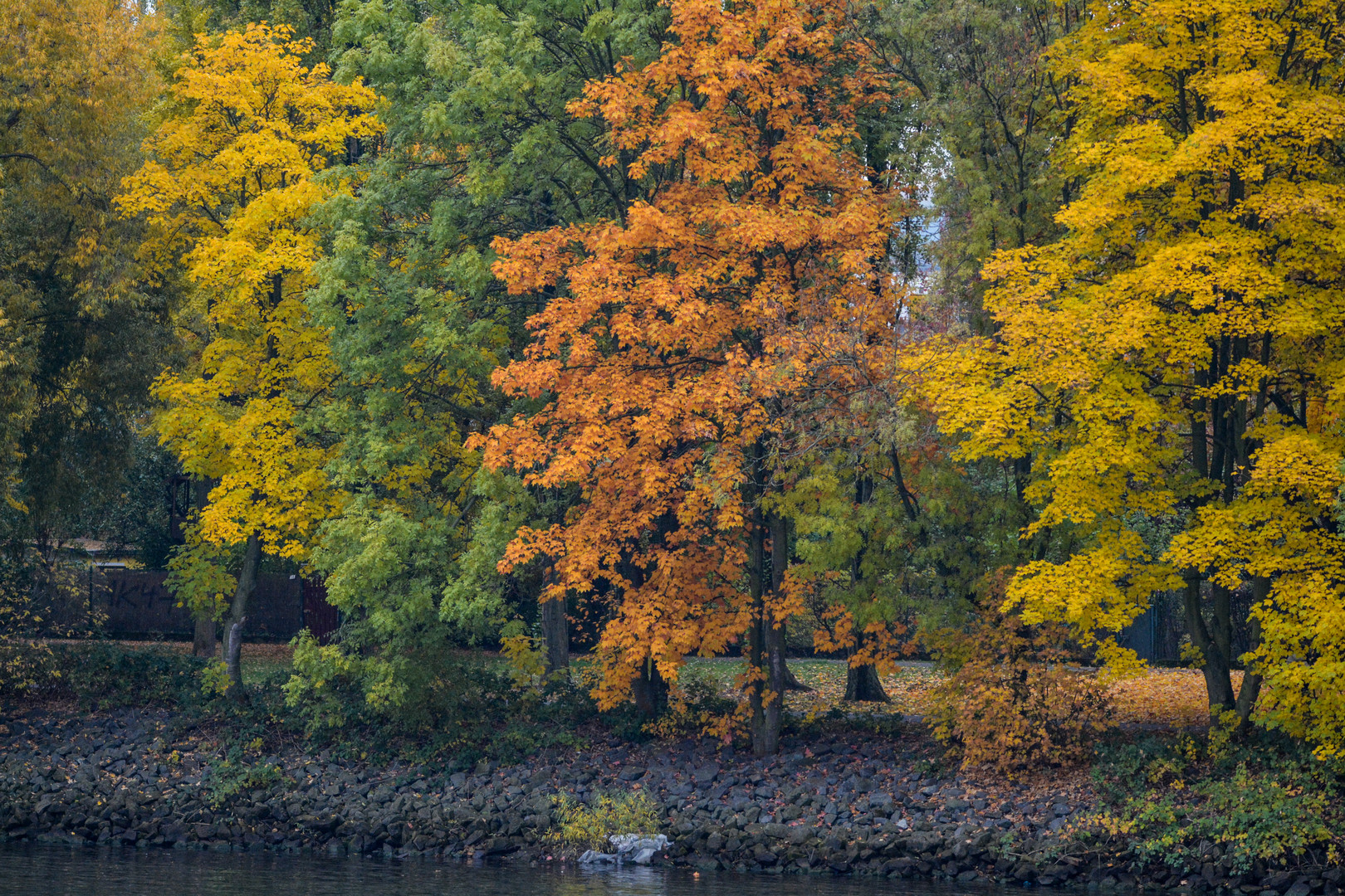 Herbstliche Farben am Frankfurter Mainufer