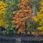 Herbstliche Farben am Frankfurter Mainufer