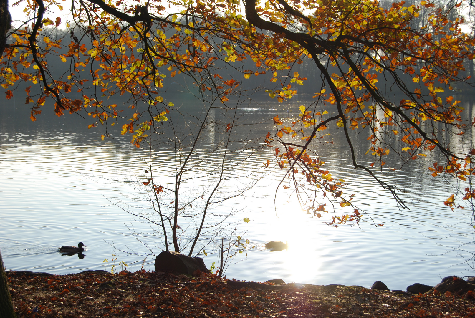 Herbstliche Farben am See