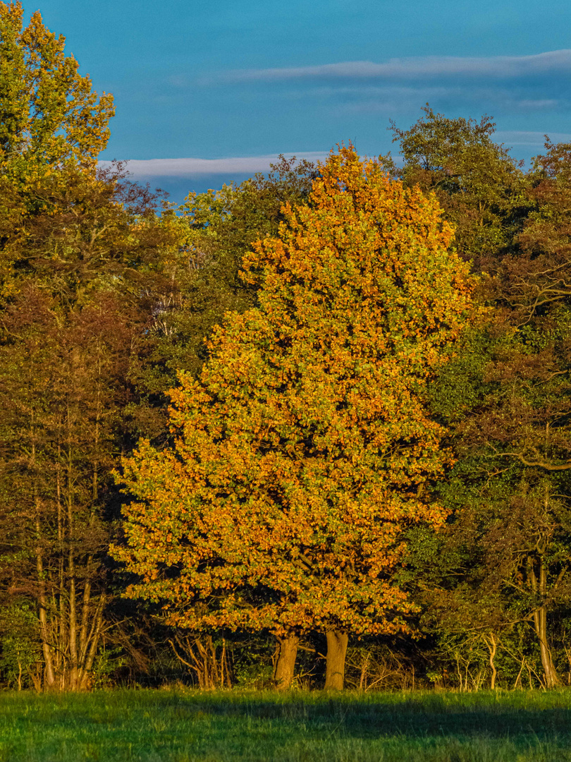 Herbstliche Farben am Waldrand