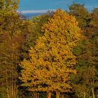 Herbstliche Farben am Waldrand