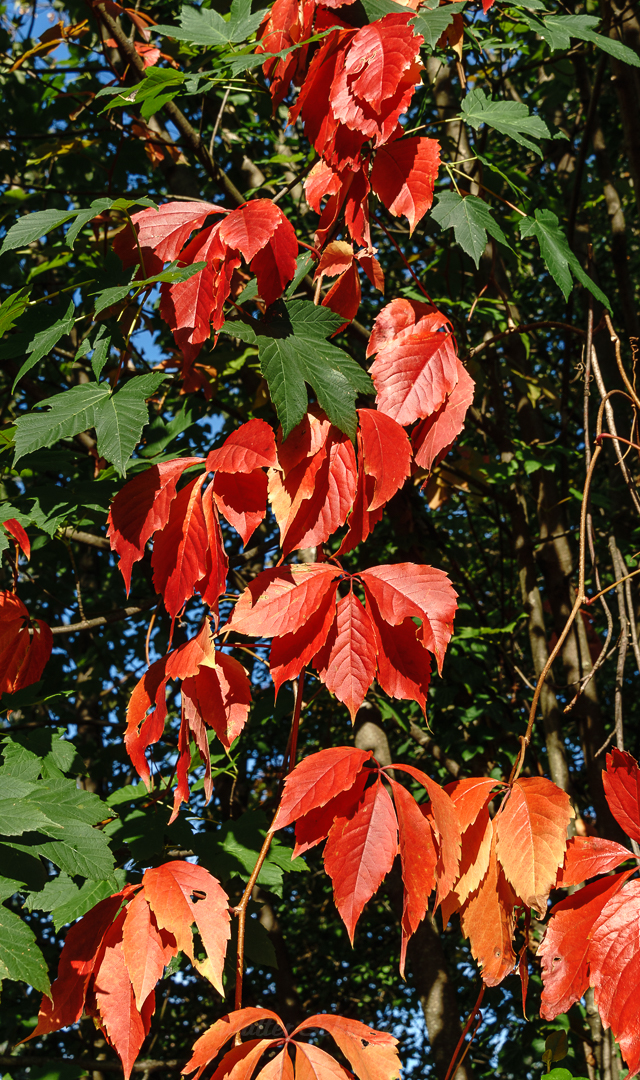 Herbstliche Farben