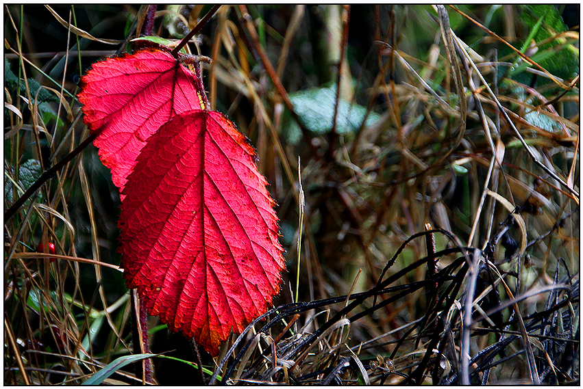 Herbstliche Farben