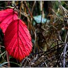 Herbstliche Farben