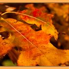 herbstliche Farben II