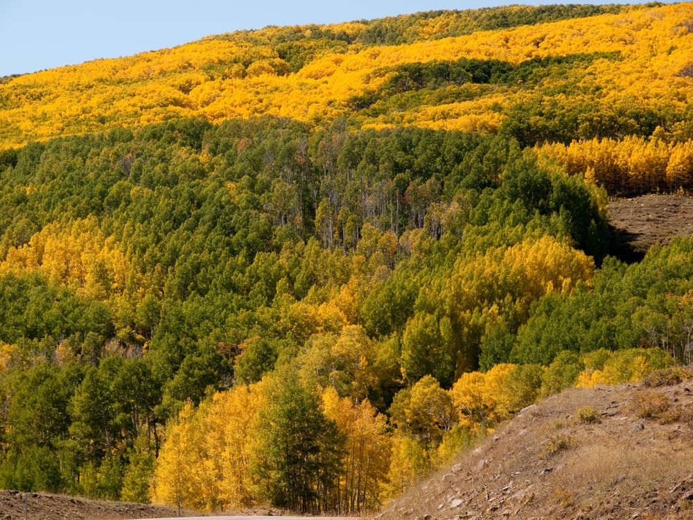 Herbstliche Farben in den Boulder Mountains