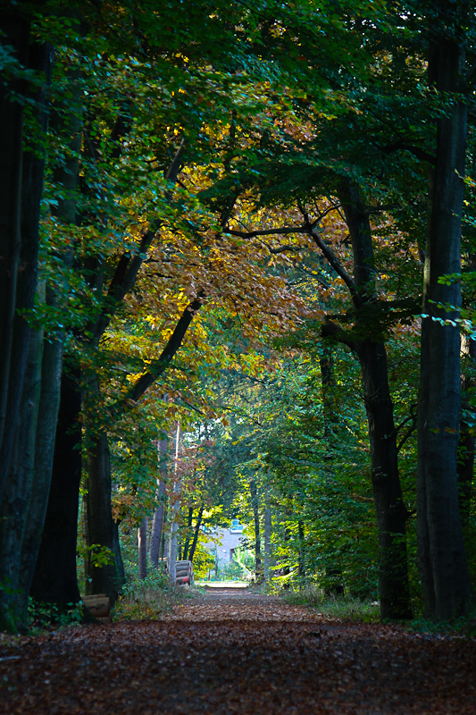 Herbstliche Farben l