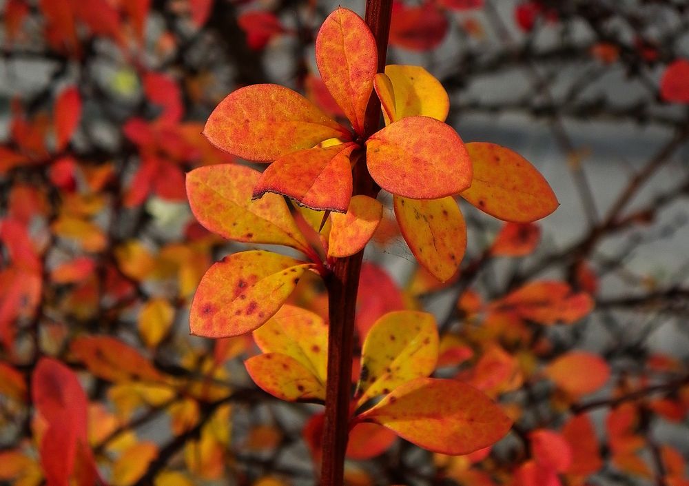 Herbstliche Farben wie Feuerflammen......