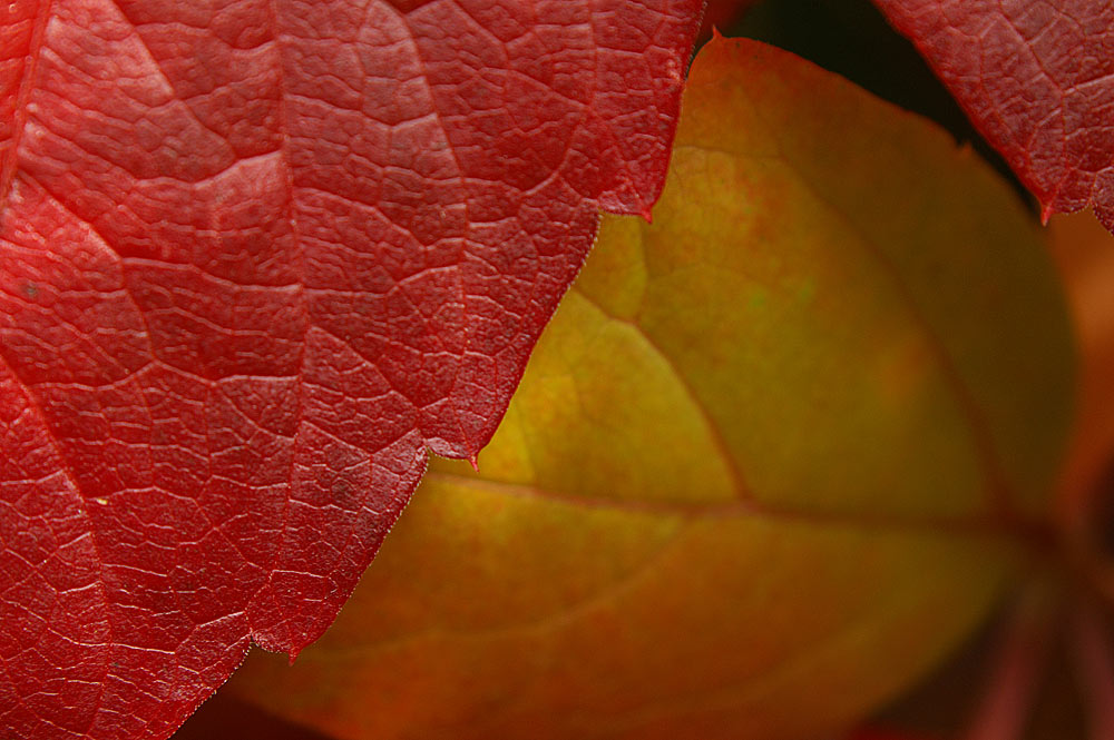 herbstliche Farben (Wilder Wein)