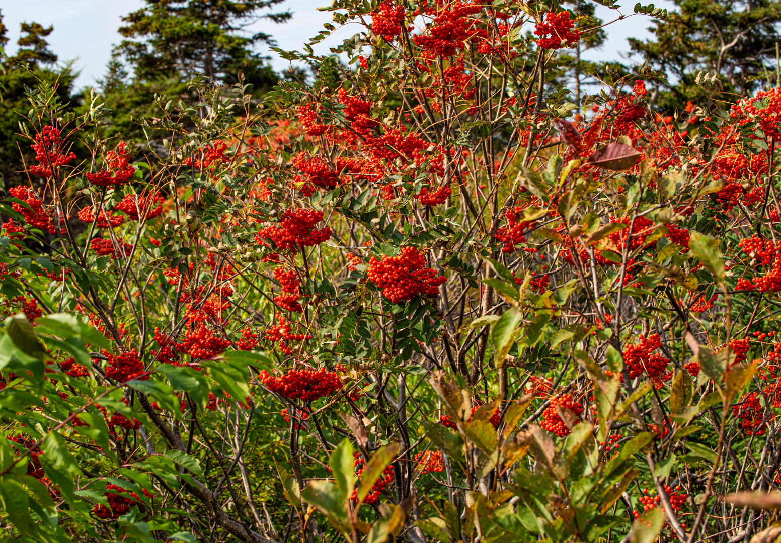 Herbstliche Farbenfreuden.              DSC_6843