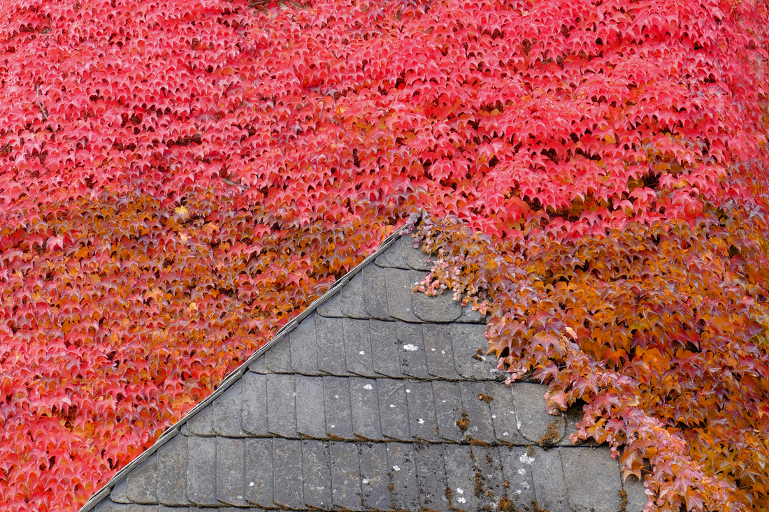 Herbstliche Farbenorgie