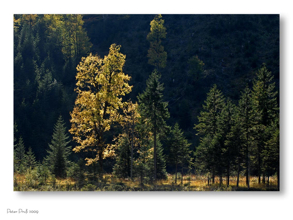 Herbstliche Farbenpracht