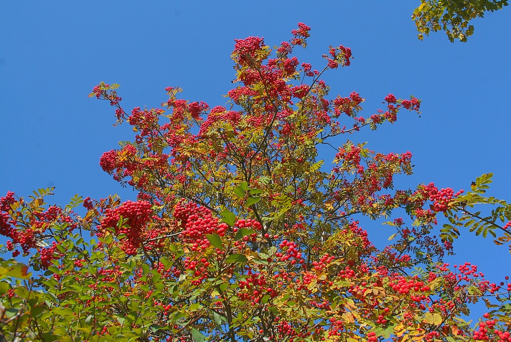 Herbstliche Farbenpracht