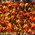 Herbstliche Farbenpracht
