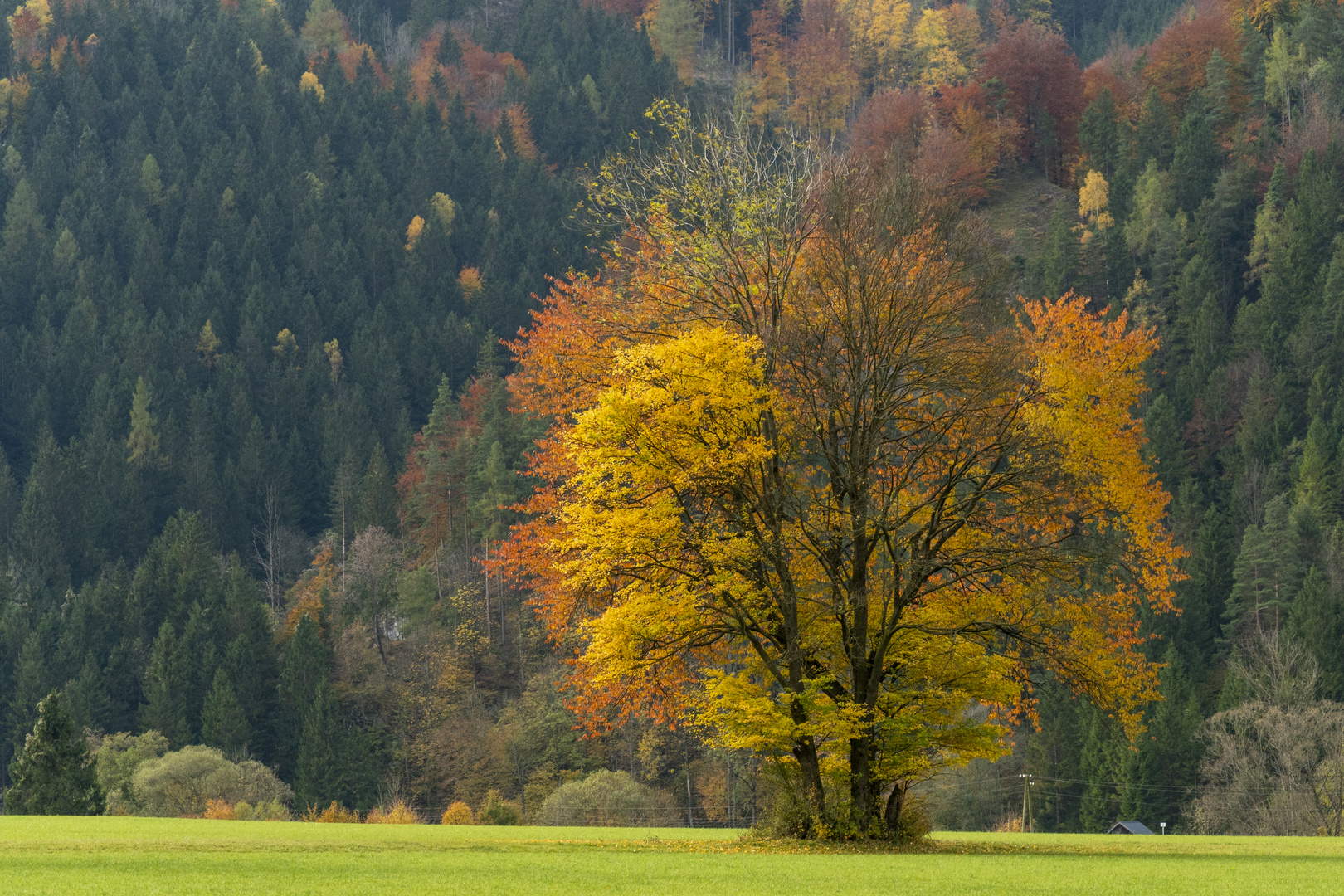 HERBSTLICHE FARBENPRACHT