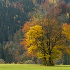 HERBSTLICHE FARBENPRACHT