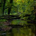 Herbstliche Farbenpracht