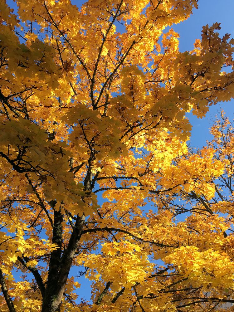 Herbstliche Farbenpracht