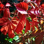 # herbstliche Farbenpracht #