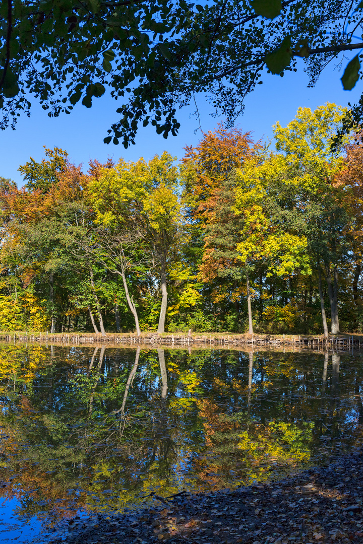 Herbstliche Farbenpracht am Ohrdrufer Rasenteich