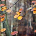 Herbstliche Farbenpracht