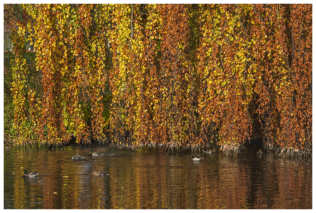 herbstliche Farbenpracht