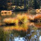 Herbstliche Farbenpracht