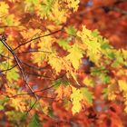 herbstliche Farbenpracht