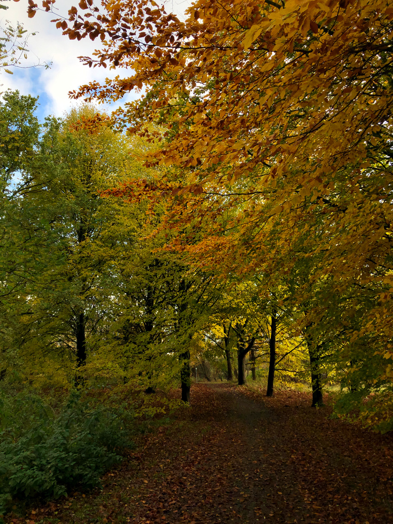 herbstliche Farbenpracht 