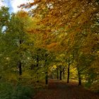 herbstliche Farbenpracht 