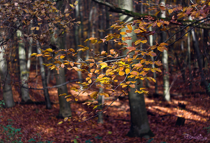 Herbstliche Farbenpracht im Wald