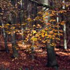 Herbstliche Farbenpracht im Wald