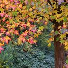 Herbstliche Farbenspiele