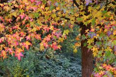 Herbstliche Farbenspiele