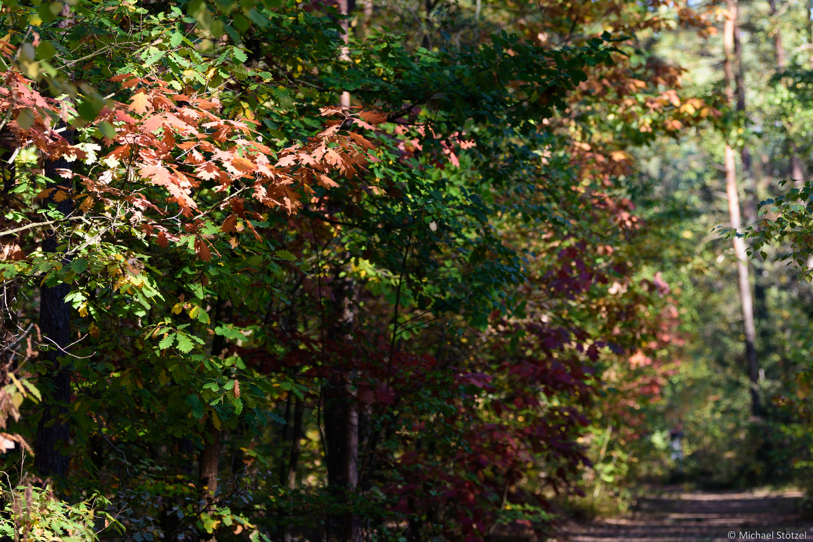 Herbstliche Farbenspiele