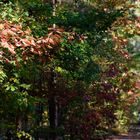 Herbstliche Farbenspiele