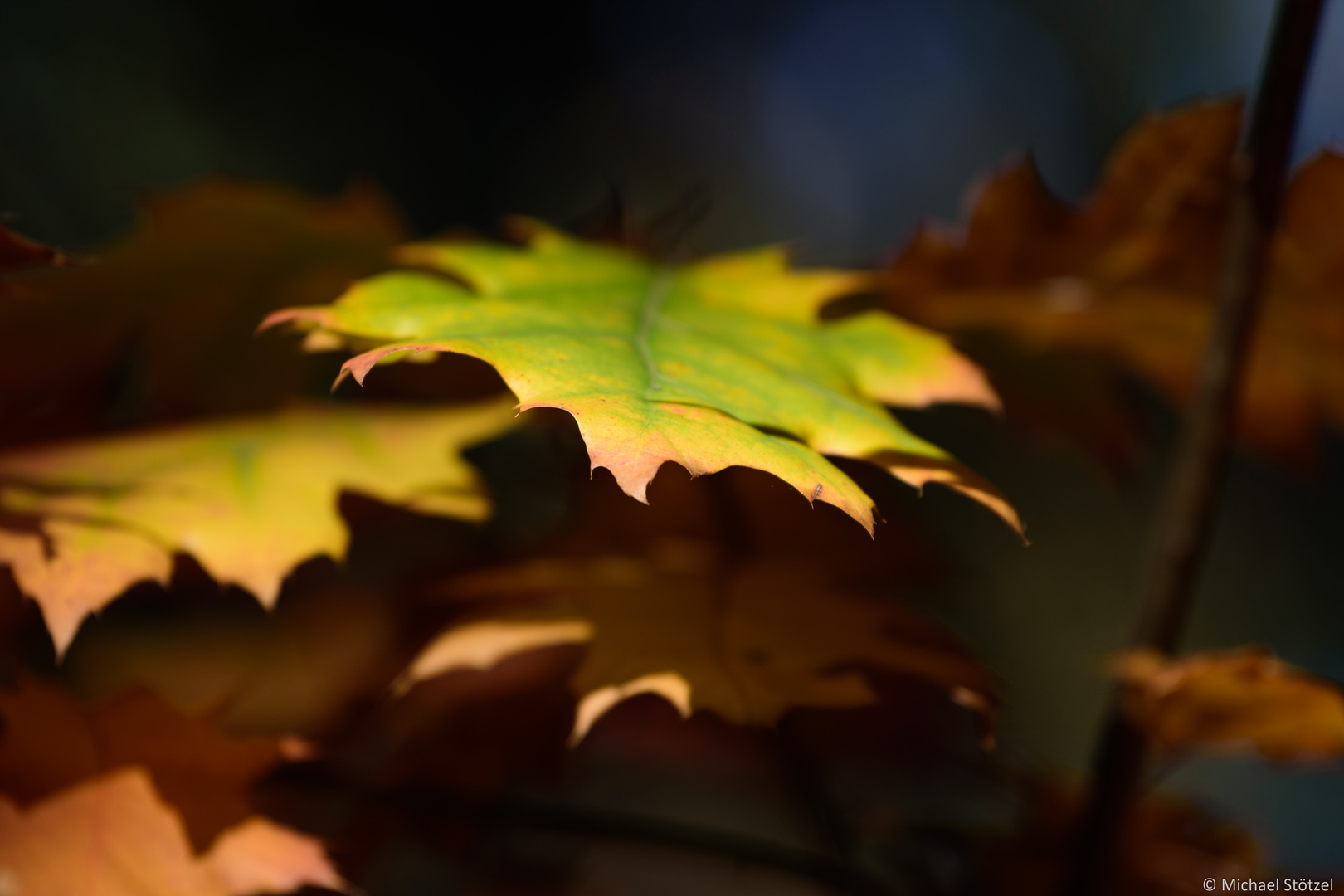 Herbstliche Farbenspiele