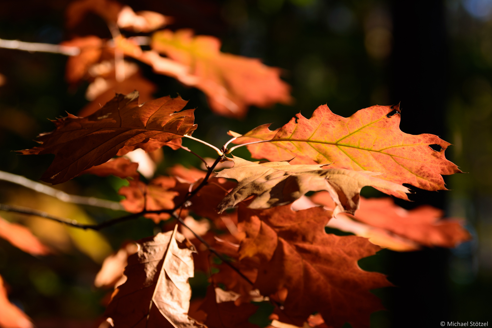 Herbstliche Farbenspiele