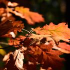 Herbstliche Farbenspiele