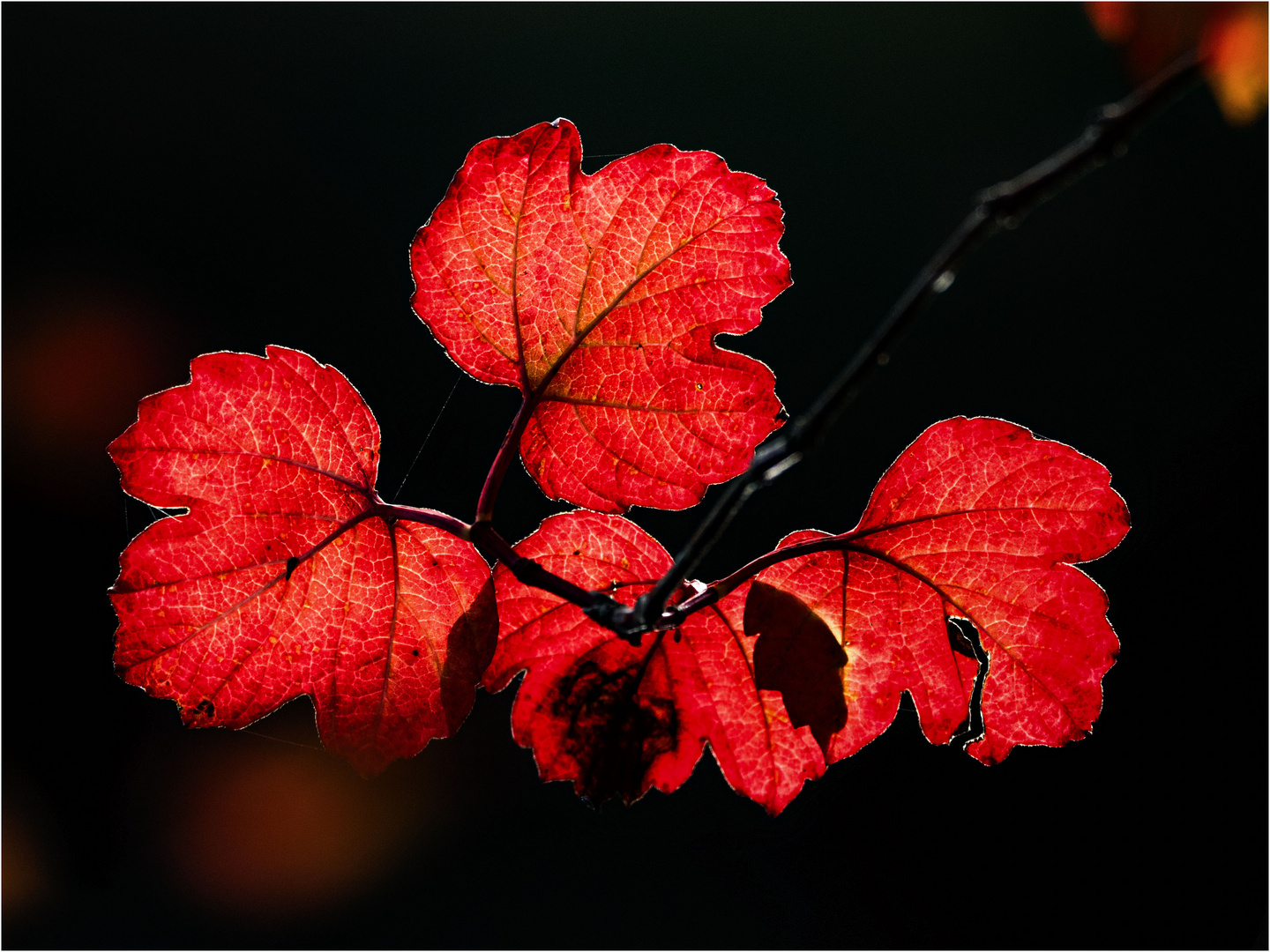 Herbstliche Farbexplosion