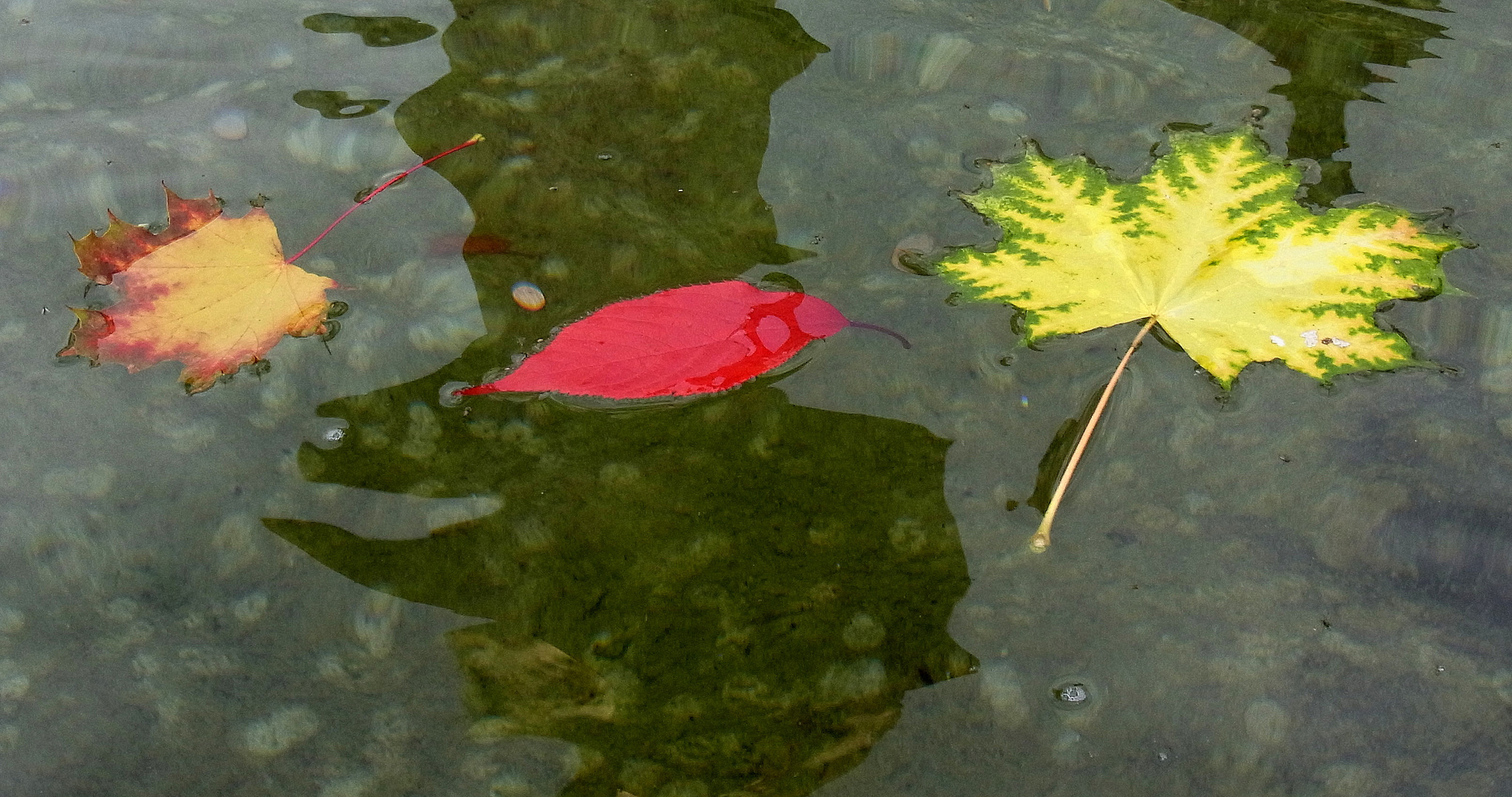 Herbstliche Farbexplosionen