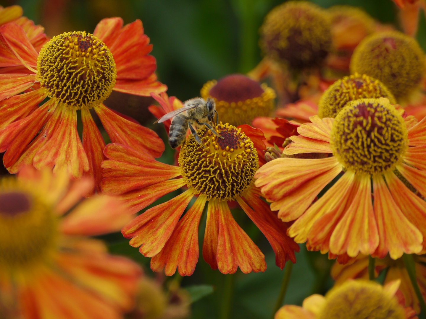 herbstliche Farbflut