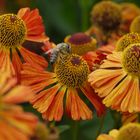 herbstliche Farbflut