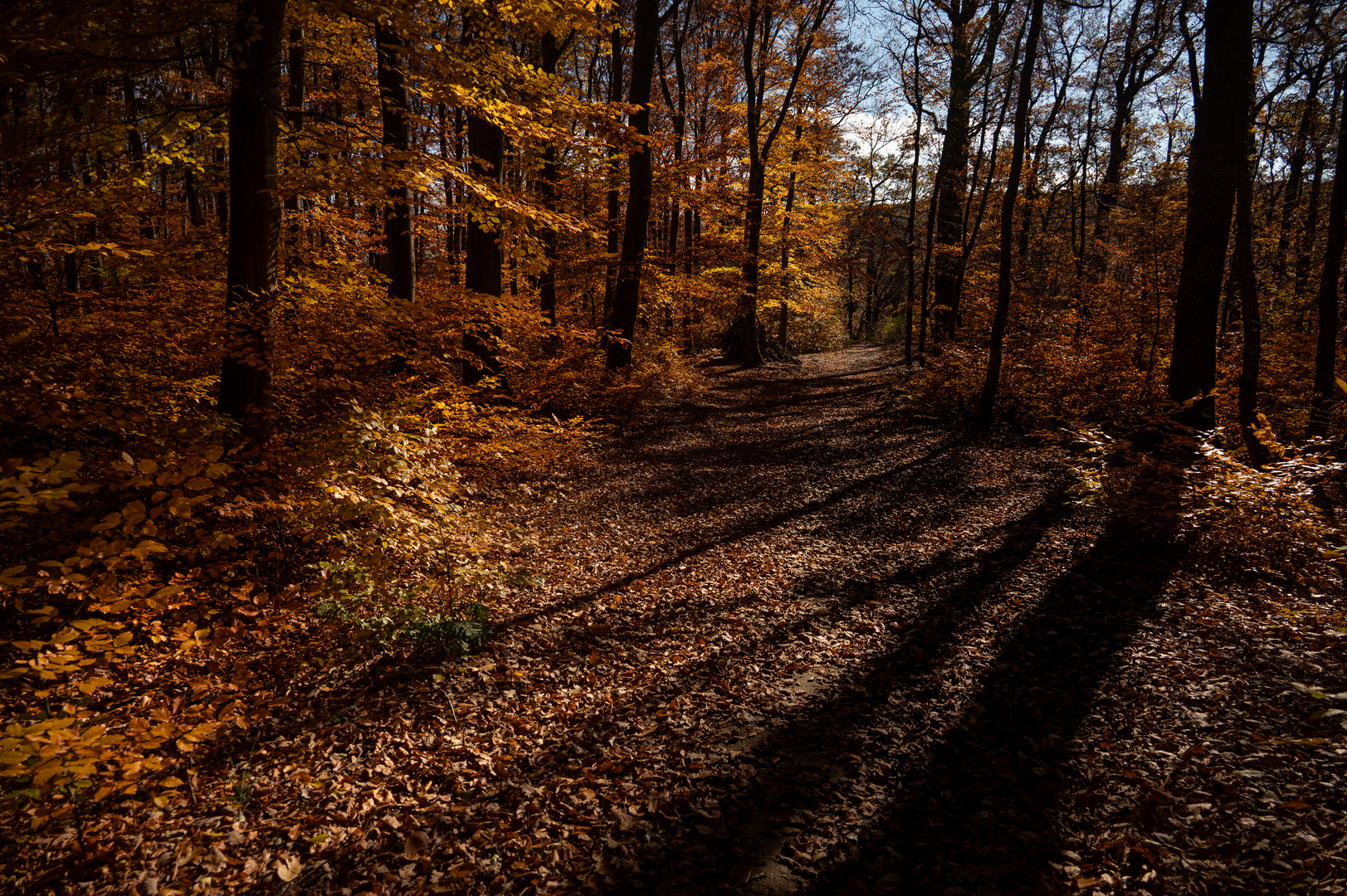 herbstliche Farbge"wald"