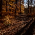 herbstliche Farbge"wald"