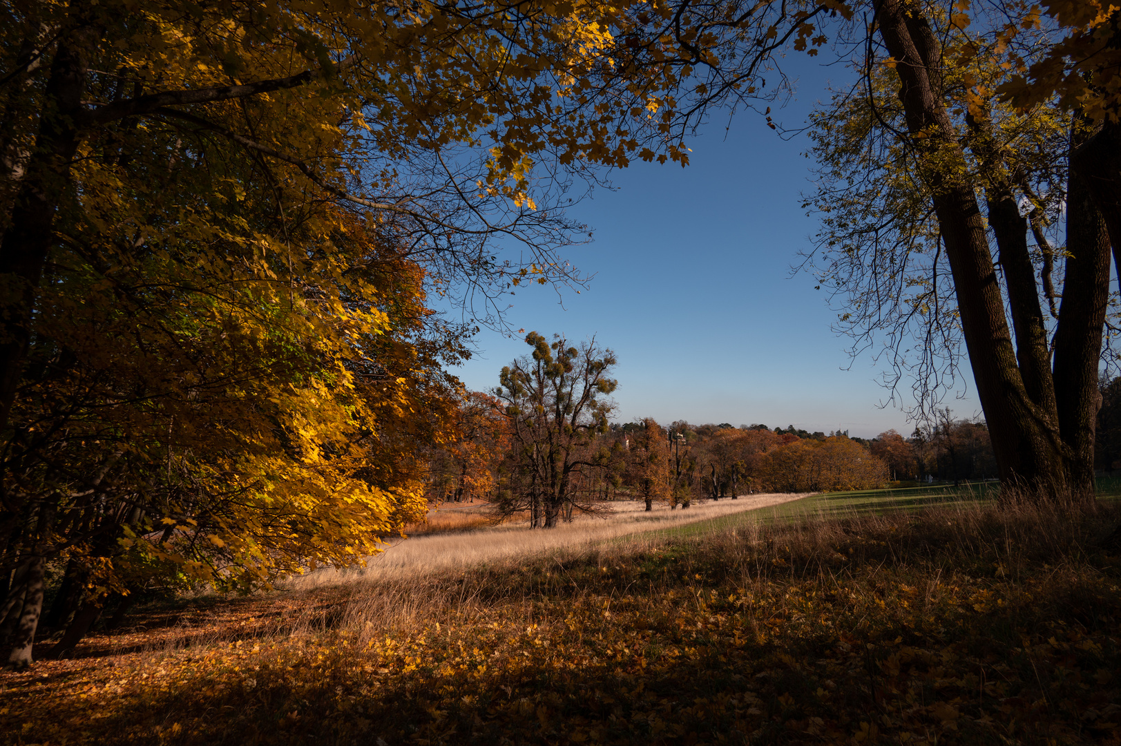 herbstliche Farbge"wald"