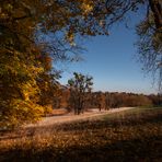 herbstliche Farbge"wald"