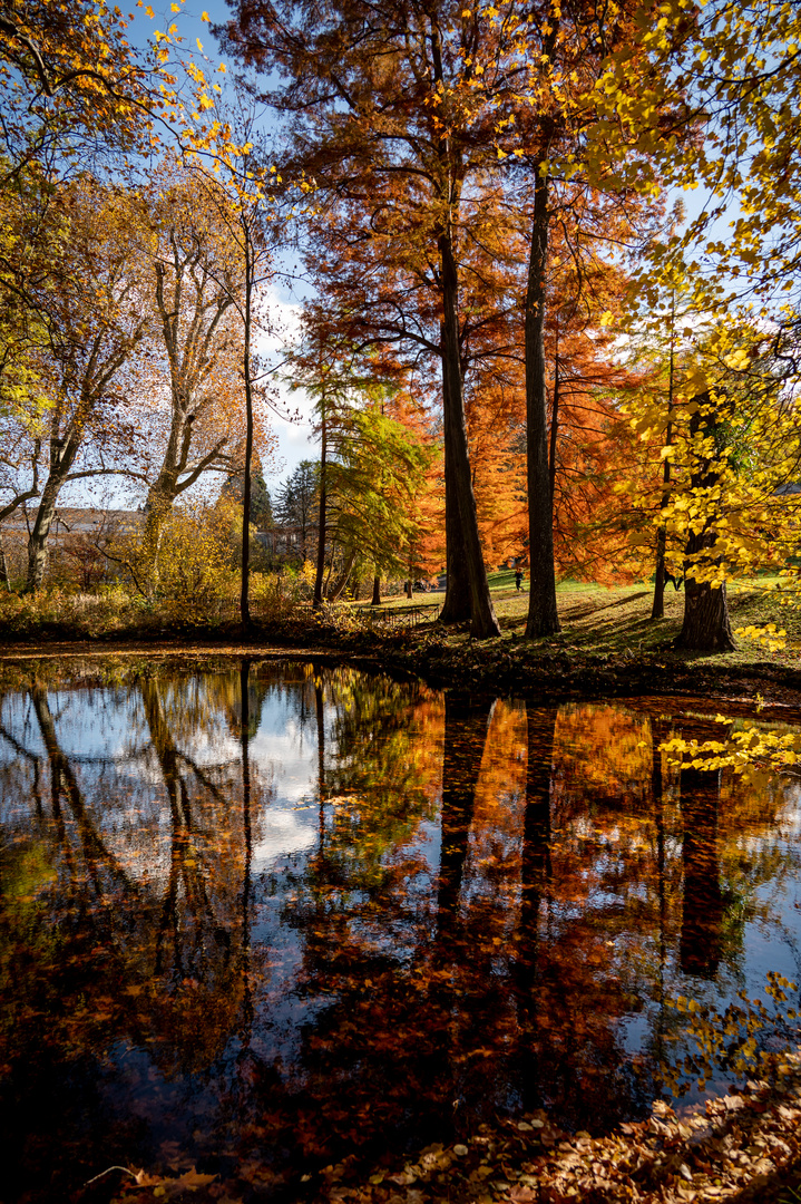 herbstliche Farbge"wald"