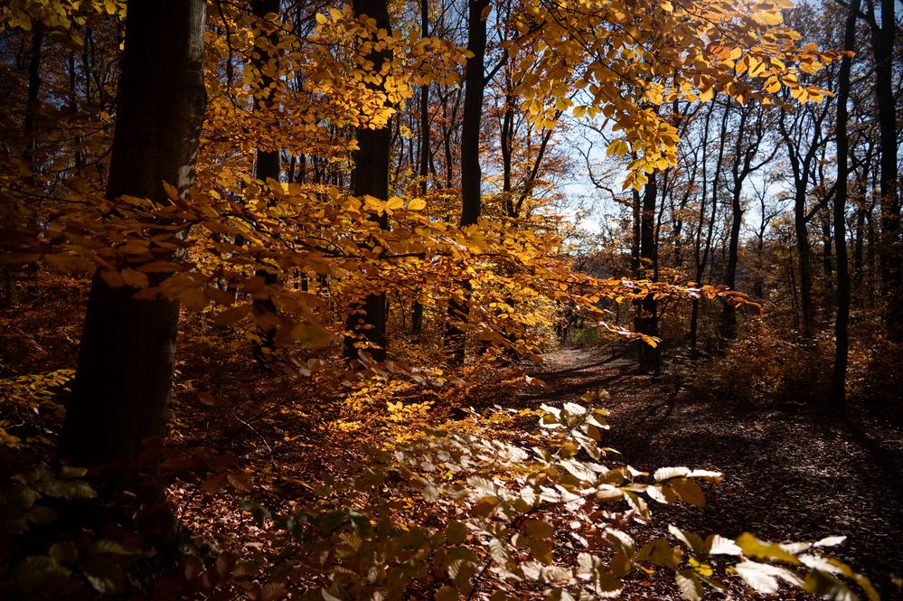 herbstliche Farbge"wald"